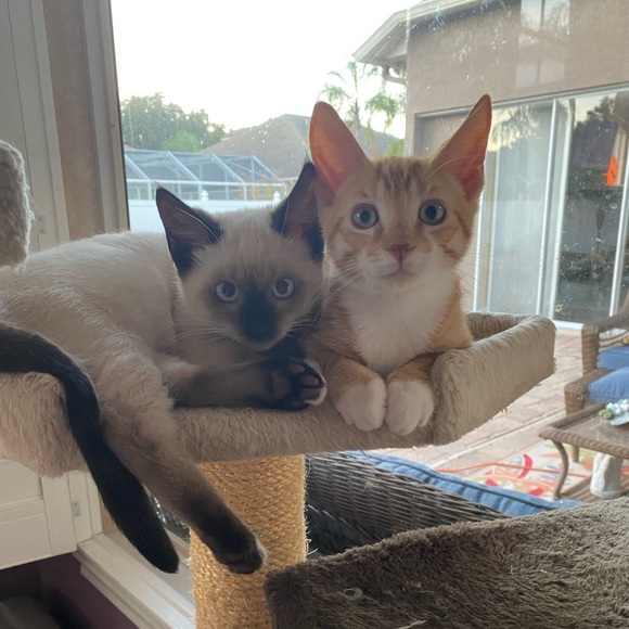 Meet Wendy, a Posh Ambassador! - Picture 6 of 16